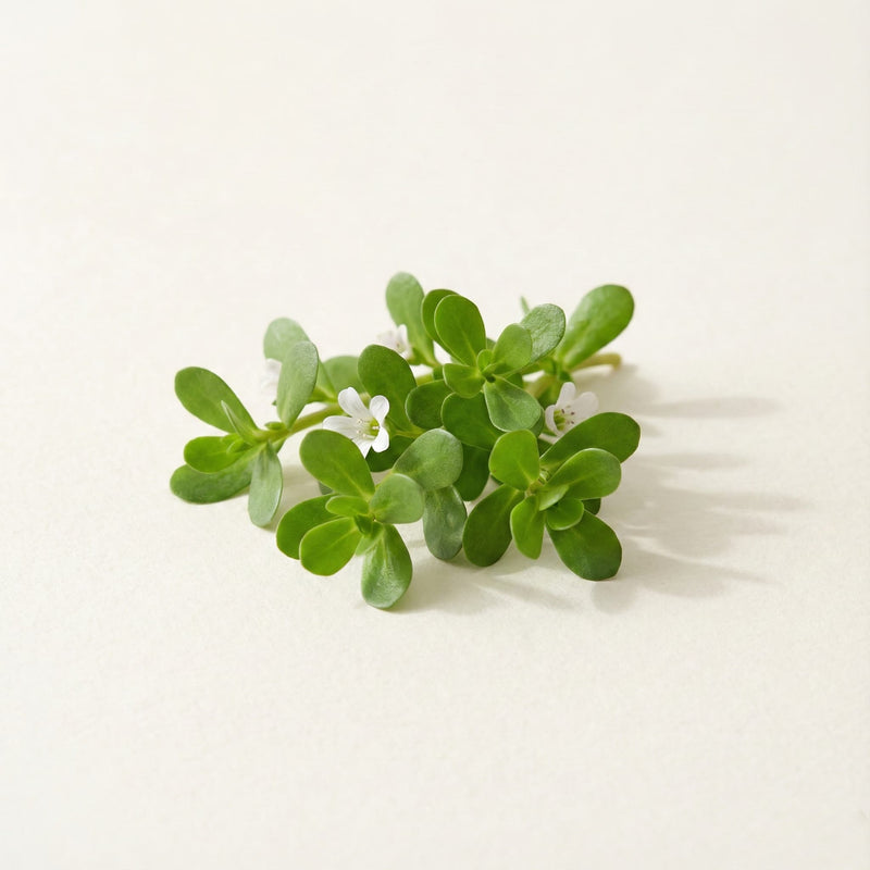 Bacopa Monnieri