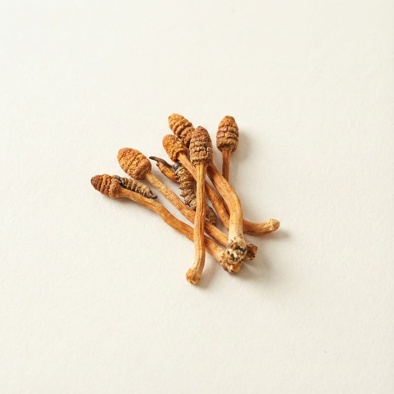 Cordyceps Mushroom Extract (100:1)