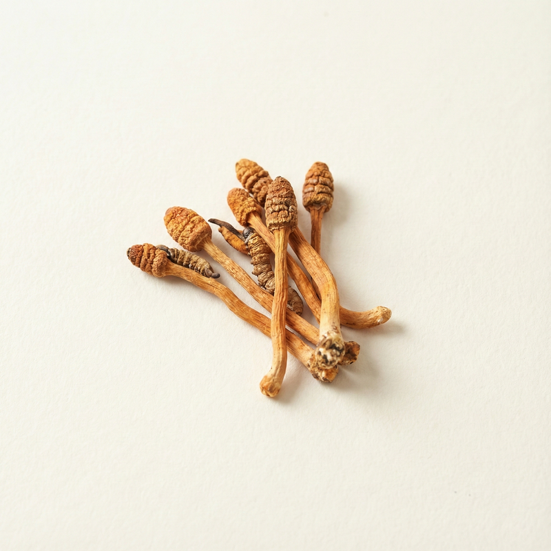 Cordyceps Mushroom Extract (100:1)