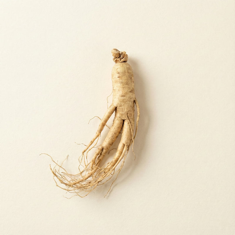 Korean Panax Ginseng